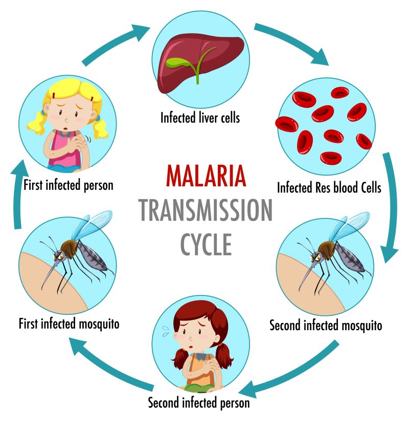 Malaria transmission cycle information infographic Malaria Transmission Cycle